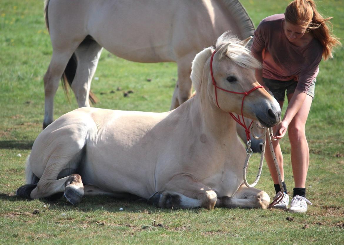 På ferie til Rømø - Freja ligger ned på græsfolden :-) billede 64