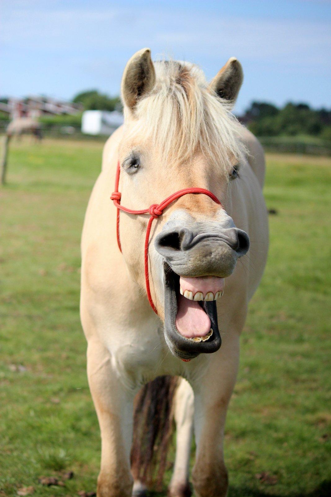 På ferie til Rømø - Så blev hun træt :-) billede 68