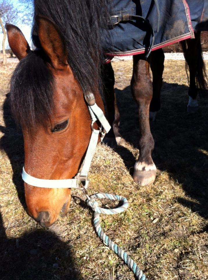 55 DAGE PÅ HESTEGALLERI - Dag 6: Et billede af en pony/hest der betyder meget for dig: <3 Tarzan <3 just made my dream came true <3 billede 6