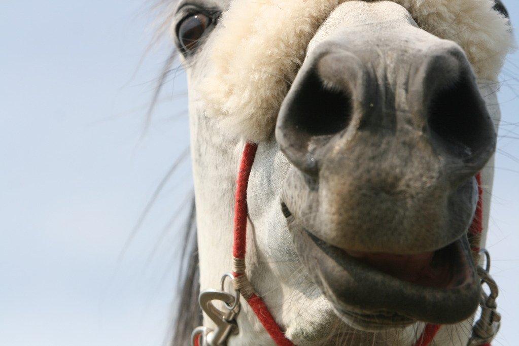 sjove/mærkelige/hyggelige billeder  billede 10