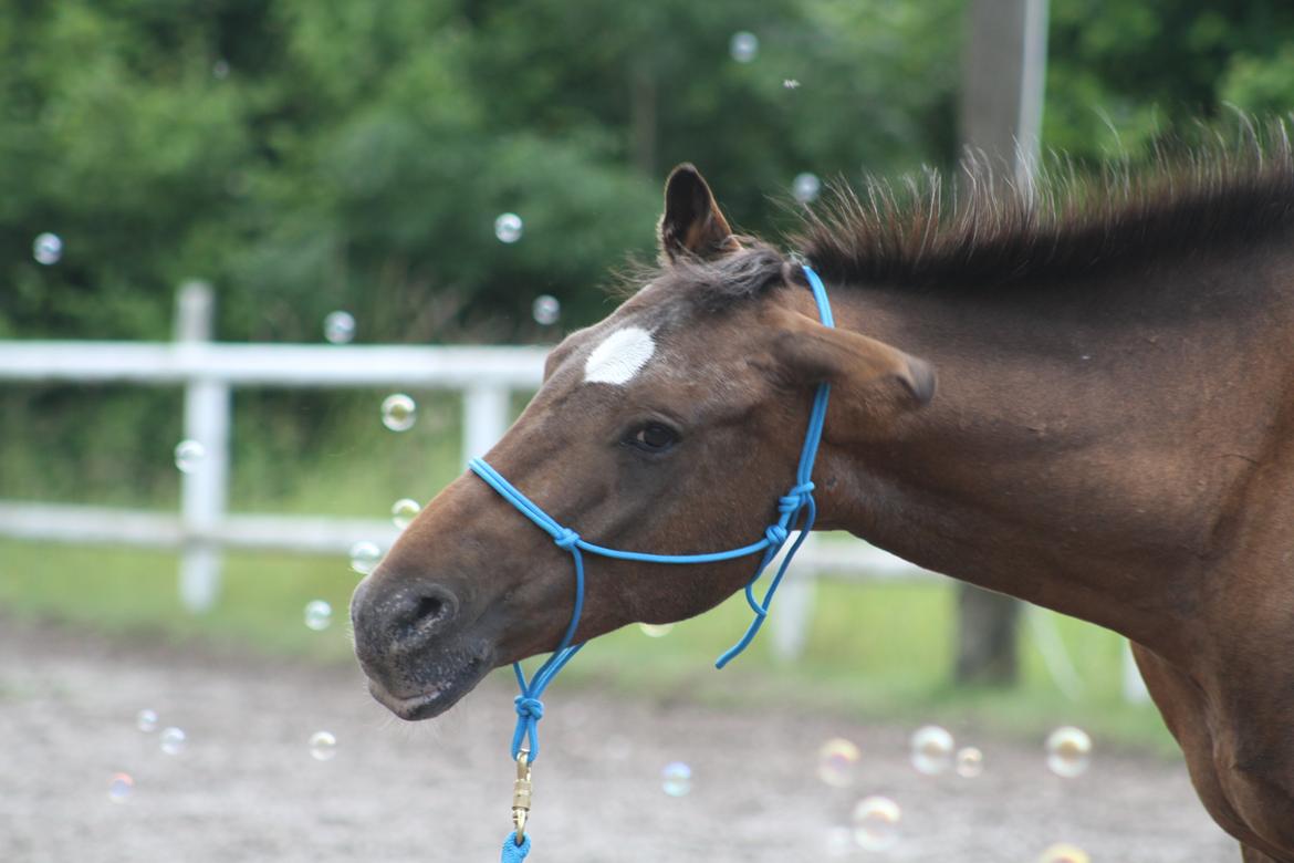 sjove/mærkelige/hyggelige billeder  billede 20