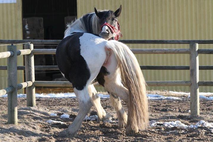 sjove/mærkelige/hyggelige billeder  billede 21