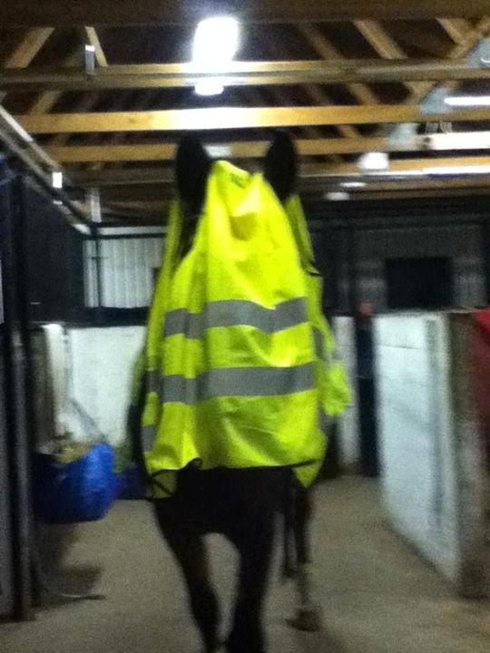 sjove/mærkelige/hyggelige billeder  billede 15