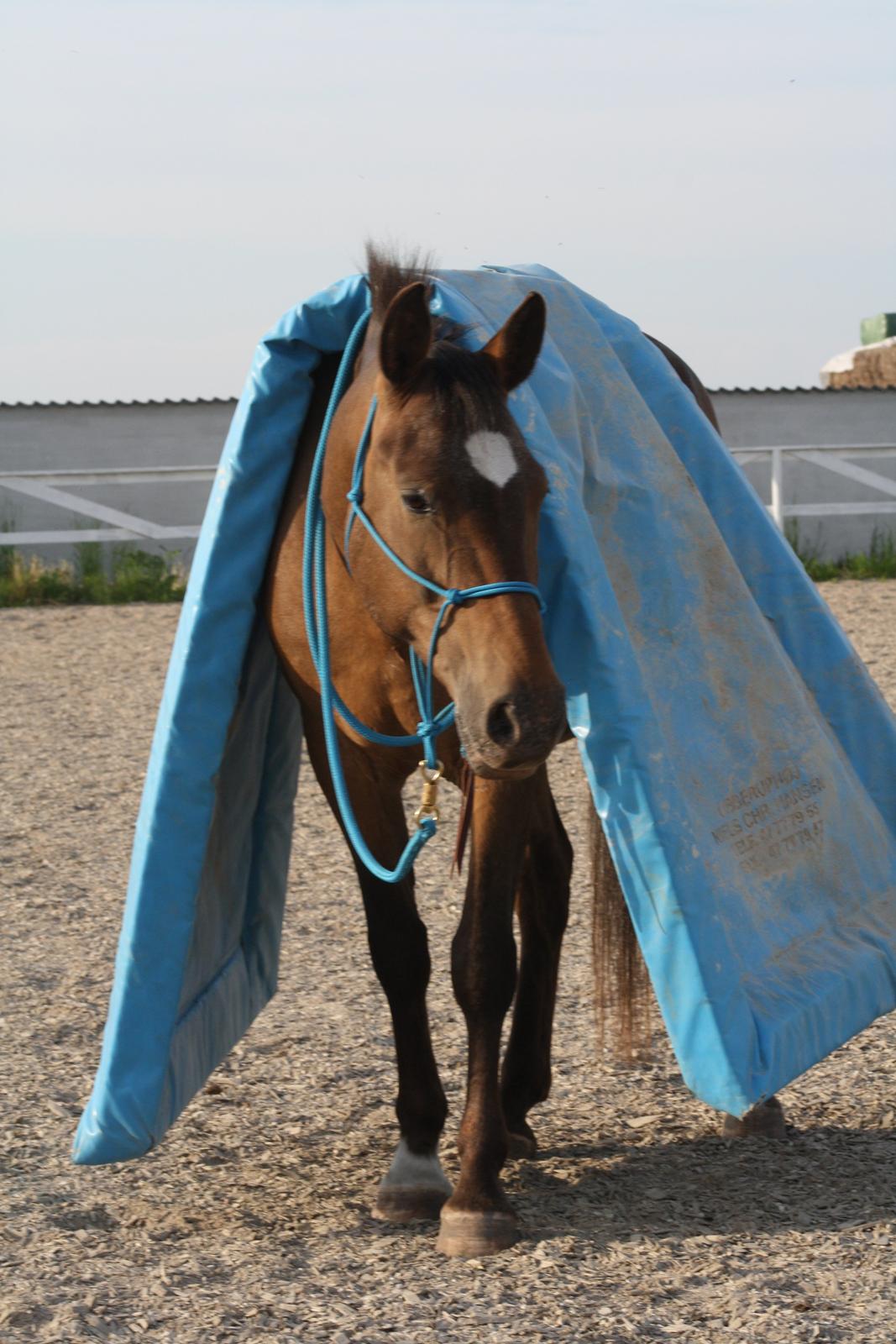 sjove/mærkelige/hyggelige billeder  billede 22