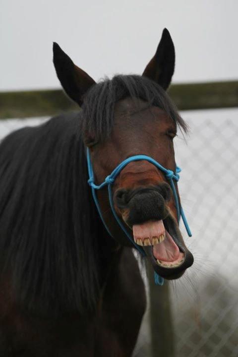 sjove/mærkelige/hyggelige billeder  billede 7