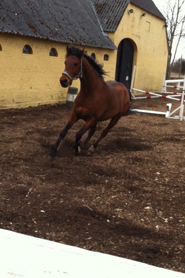 55 DAGE PÅ HESTEGALLERI - Dag 7: Dit y- billede af din pony: Vidste ikke hvilket jeg skulle tage :-)<3 billede 7