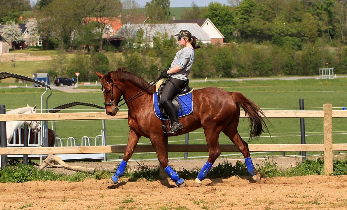 Nogen af mine sæt :) - Royal Blue Globus underlag samt Pro Equine gamacher og Klokker billede 5