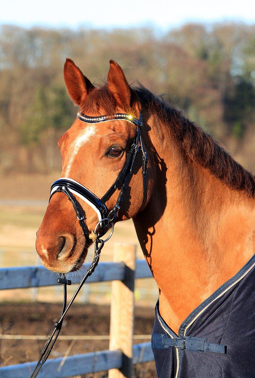 Nogen af mine sæt :) - Horseline laktrense med hvid foring billede 12