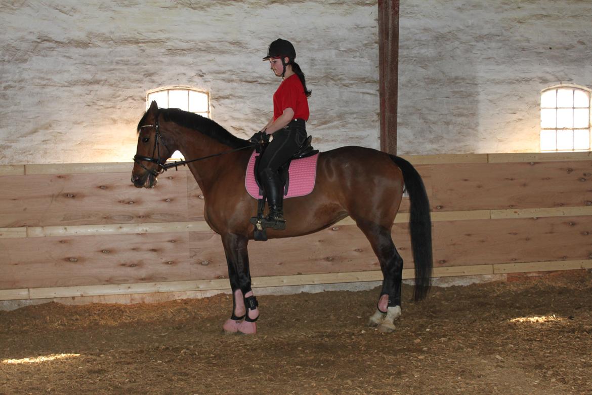 Nogen af mine sæt :) - Pink Eskadron underlag med pink HKM gamacher og Catago klokker billede 9