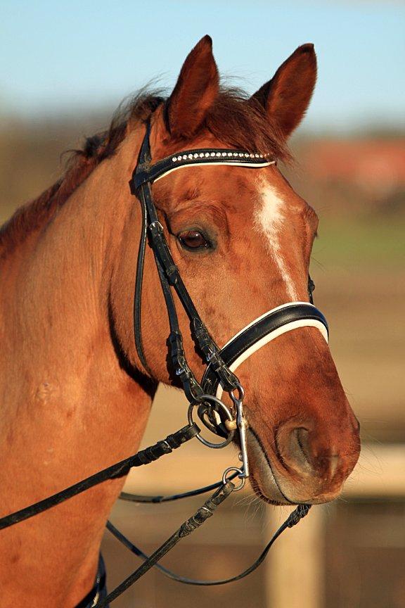 Nogen af mine sæt :) - Horseline Kandar med hvid foring og Herman sprenger Kandar stang og bridon billede 13