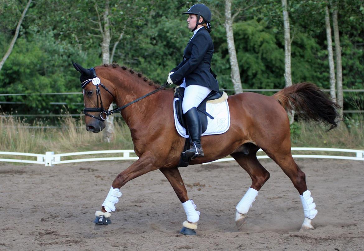 Nogen af mine sæt :) - Et af vores stævne sæt. Hvid underlag med sølvpipe samt søvmønster, hvide RBH gamacher samt ægte lammeskindsklokker og en Gold Medal trense billede 16