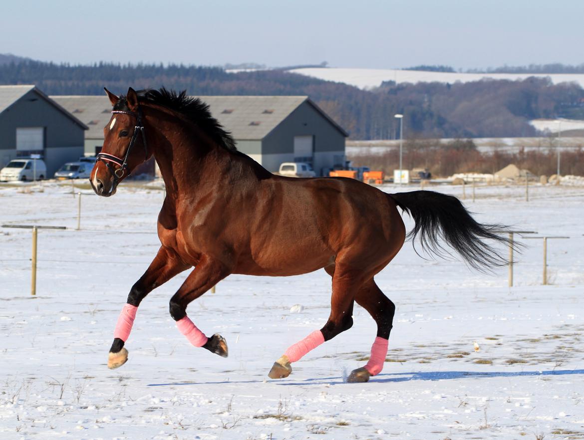 Nogen af mine sæt :) - Bandager med glimmer samt horseline trense med lyserød perler i pandebånd og lyserød foring billede 24