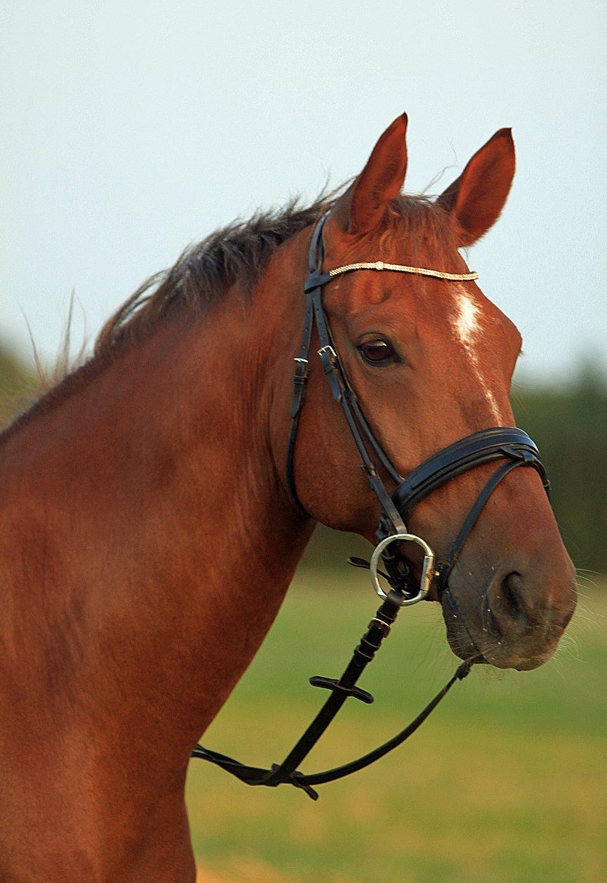 Nogen af mine sæt :) - Gold Medal trense og Myler bid billede 14