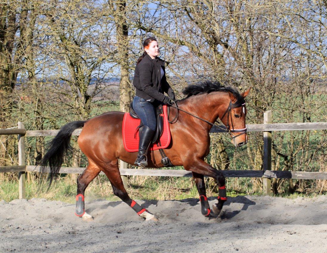Nogen af mine sæt :) - Rød HKM sæt med underlag og dressurgamacher billede 26