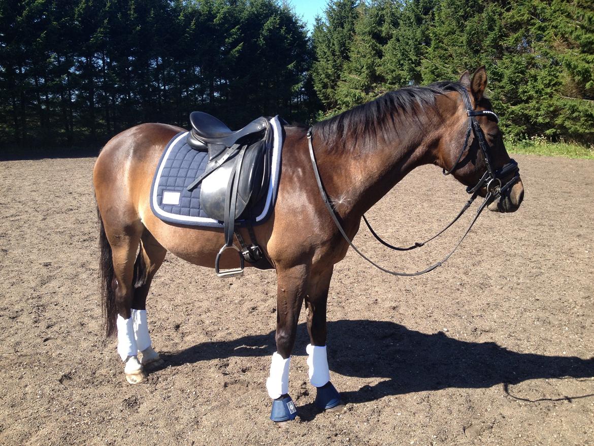 Almas VIP aften billede 2