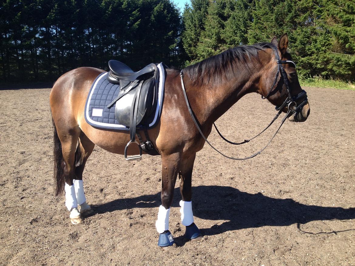 Almas VIP aften billede 3