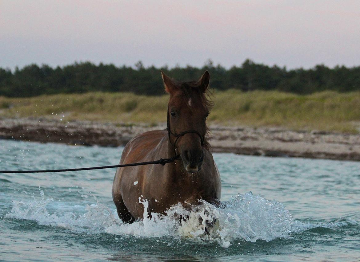 Pyt i paradis - igen billede 12