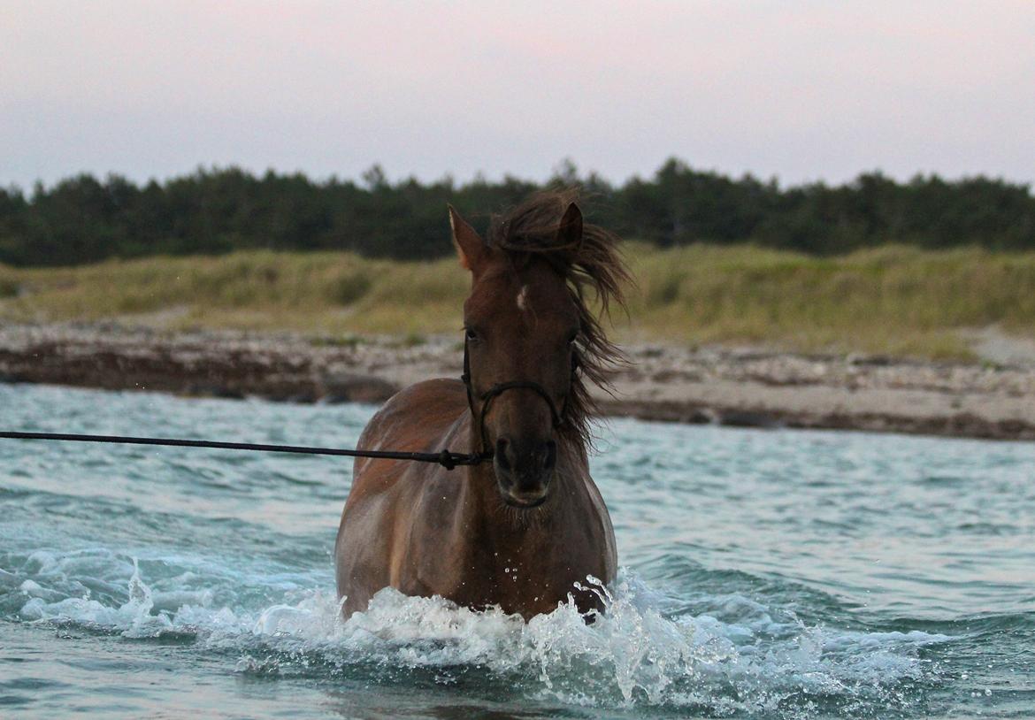 Pyt i paradis - igen billede 13