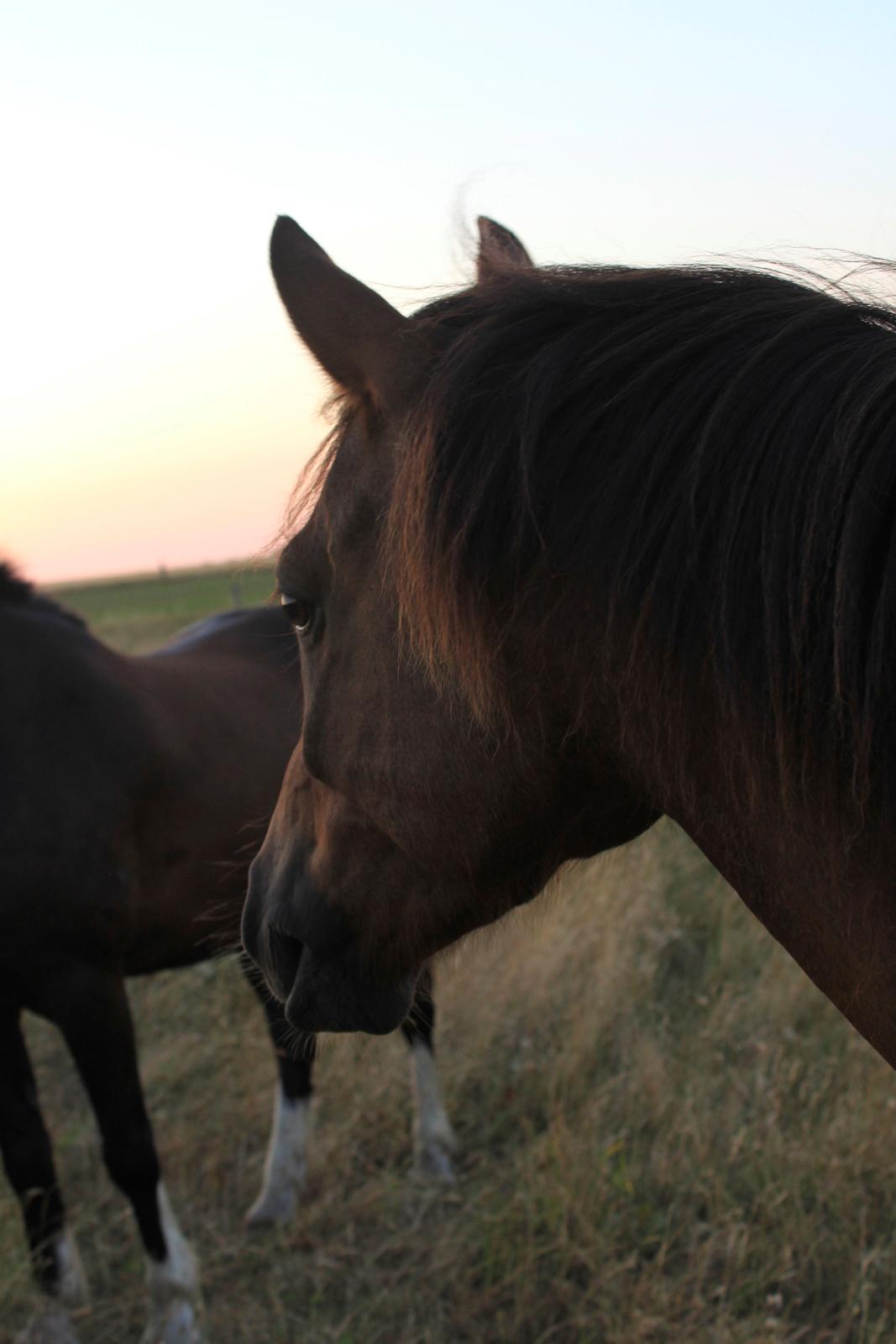 Pyt i paradis - igen billede 14