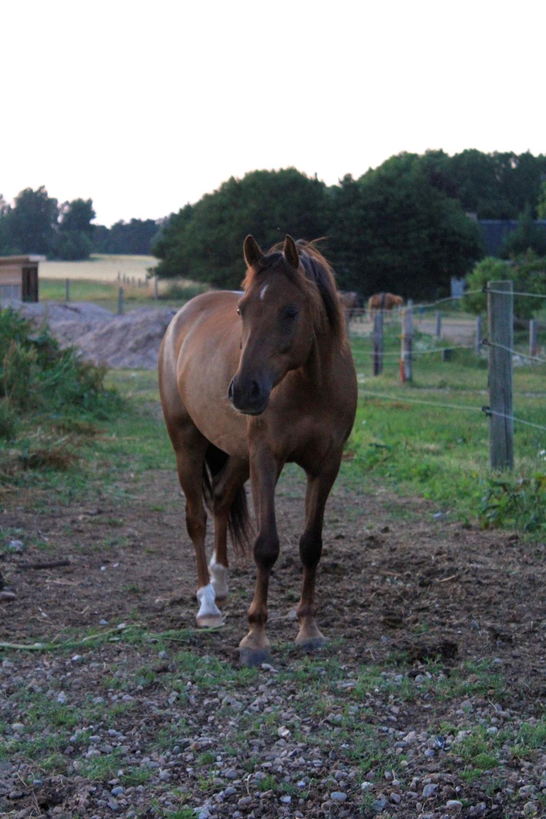 Pyt i paradis - igen billede 15