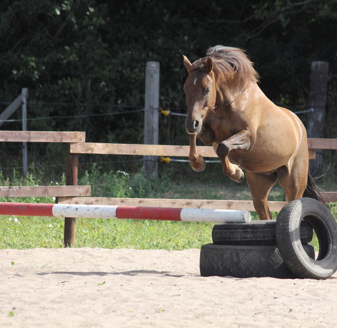 Pyt i paradis - igen billede 25