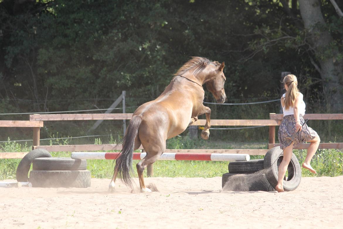 Pyt i paradis - igen billede 27