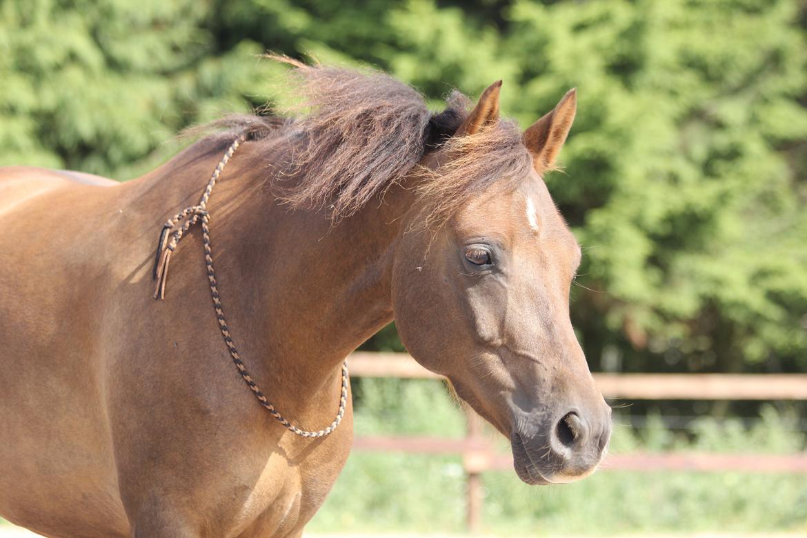 Pyt i paradis - igen billede 29