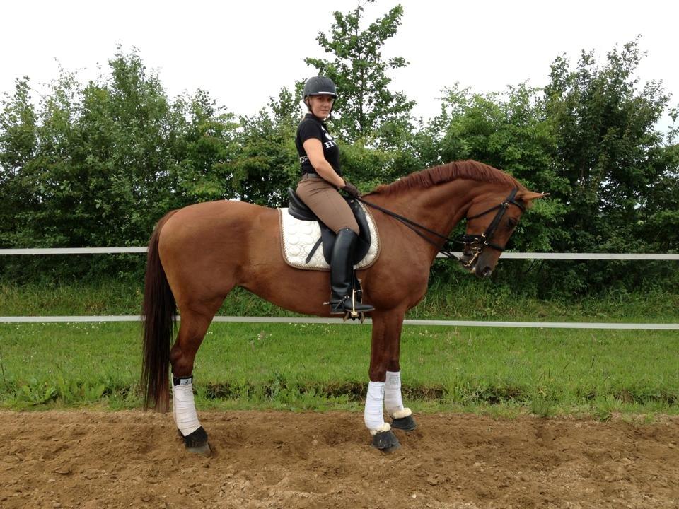 Mine tre dejlige dressurheste :) - Whitney, dressurtræning hjemme juli 2013 billede 1