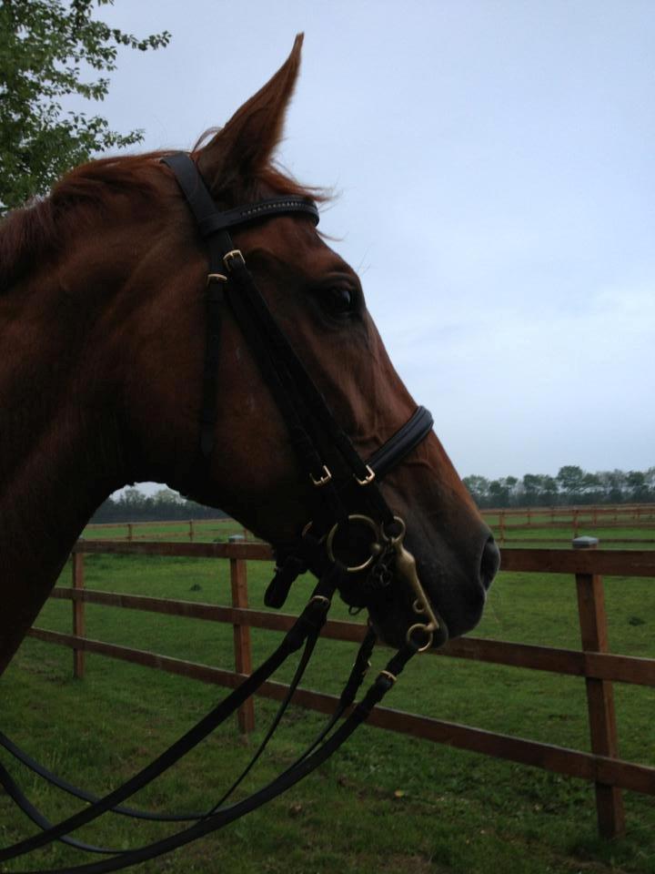 Mine tre dejlige dressurheste :) - Whitney på skridttur efter en hård omgang changementtræning i hallen. billede 3