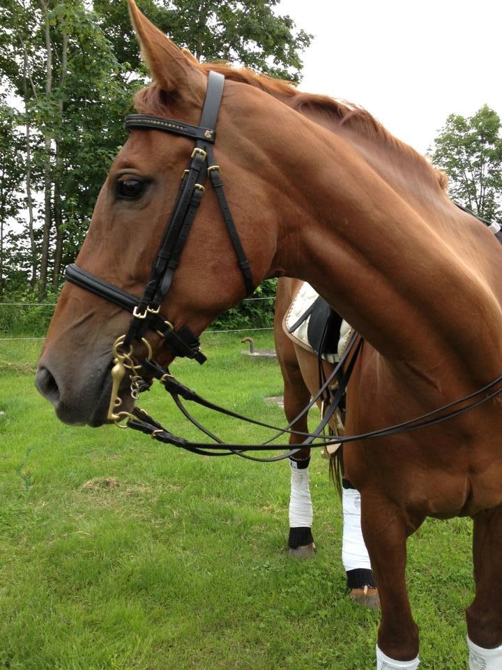 Mine tre dejlige dressurheste :) - Whitney leger fotomodel juli 2013 billede 5