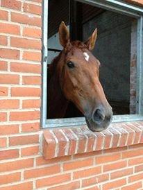 Mine tre dejlige dressurheste :) - Whitney elsker udsigten fra hendes vindue :) billede 6