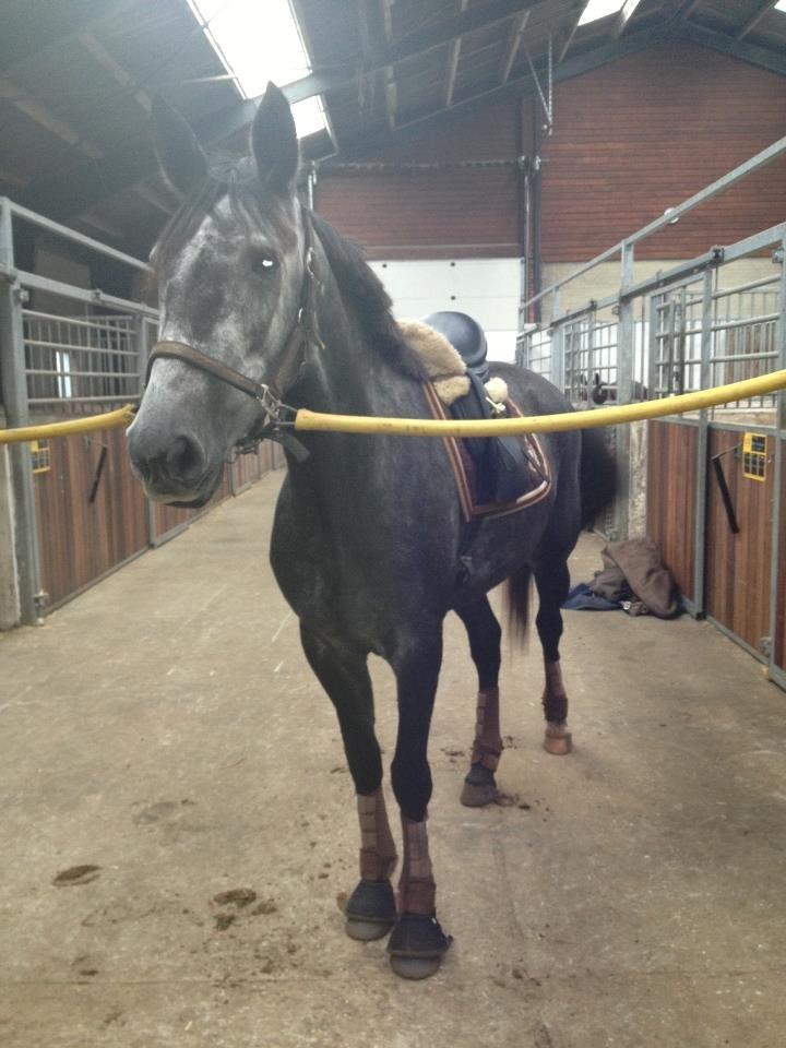 Mine tre dejlige dressurheste :) - Bjøslevgaards Santana - så går tilridningen igang billede 7