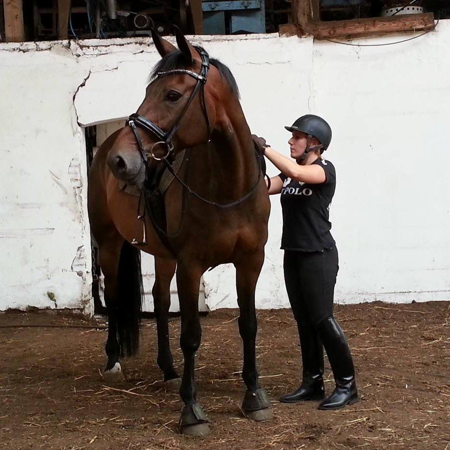 Mine tre dejlige dressurheste :) - José af Granly - gør mig klar til min anden tur på ryggen af hende efter knap 2 måneders tilridning billede 11