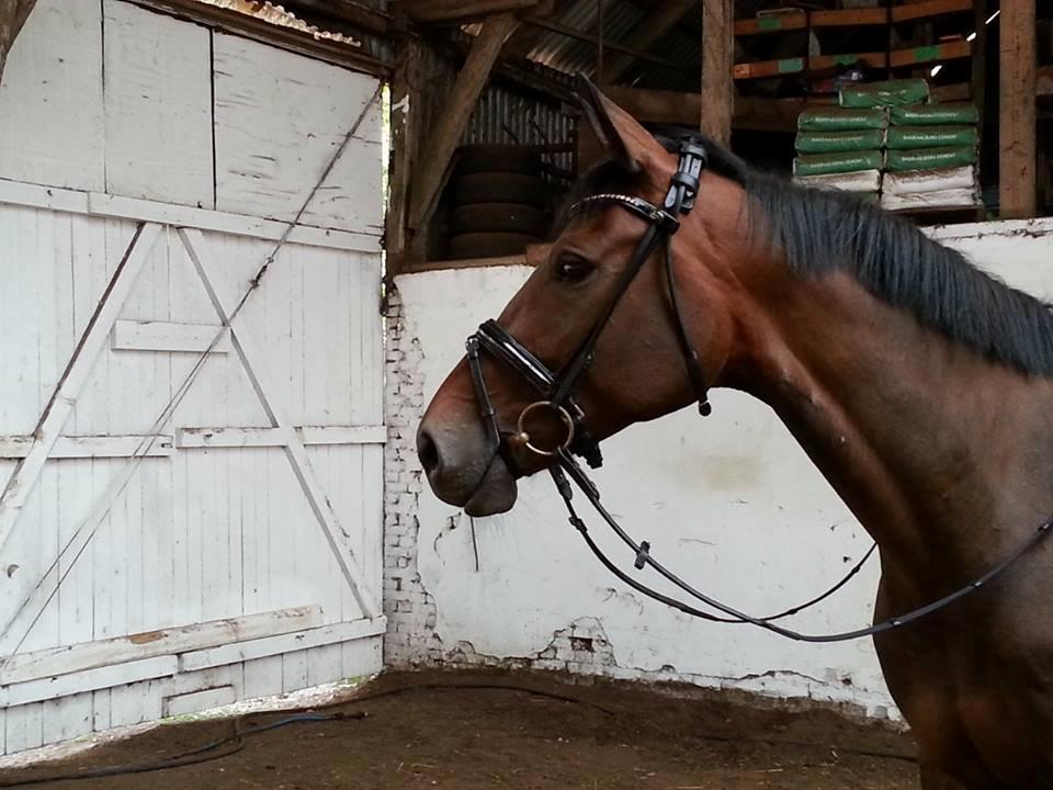 Mine tre dejlige dressurheste :) - José af Granly - smukke hest :) billede 14