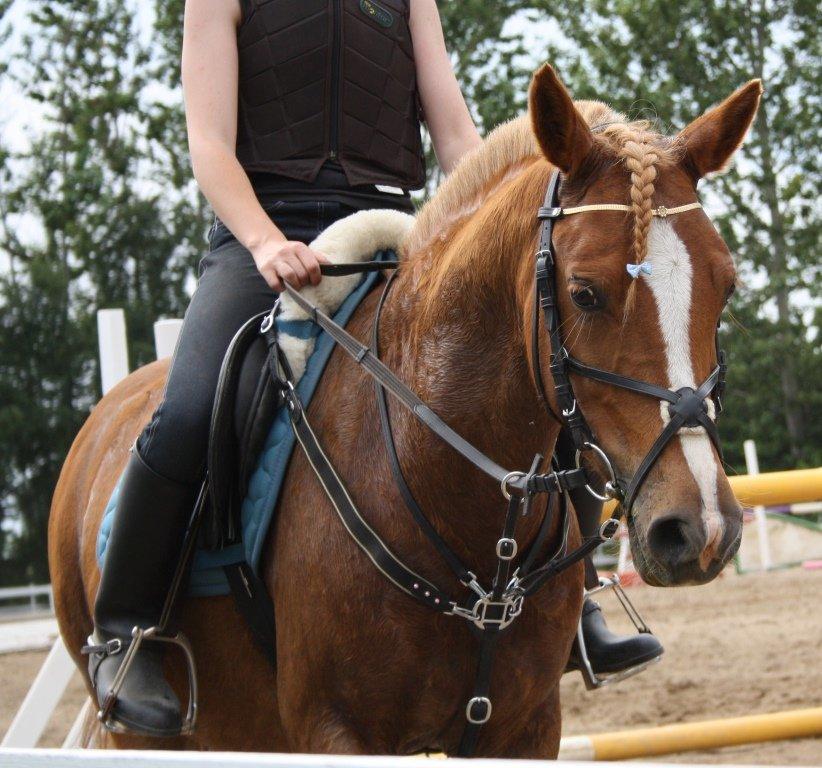 Maybe Baby 2013 - Springkursus Ulrich Gaarslev Juli 2013 billede 42