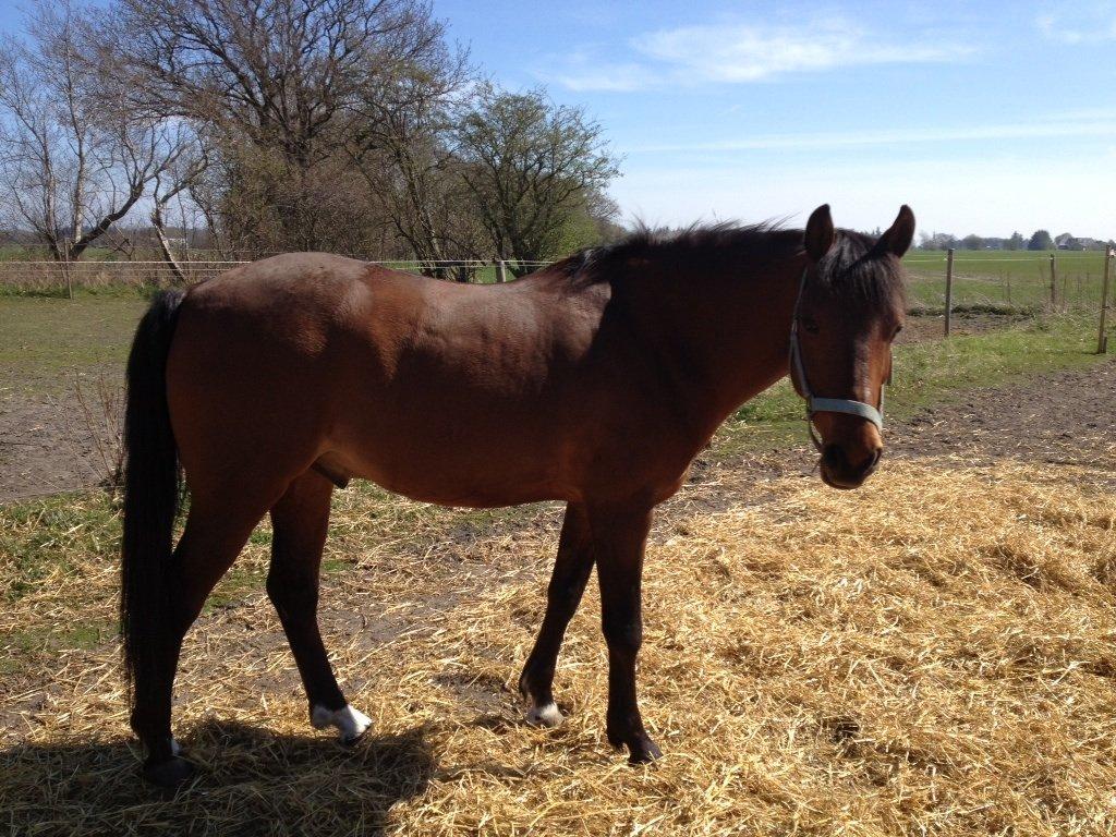 55 DAGE PÅ HESTEGALLERI - Dag 13: Et billede af din pony på fold: Smuksak<3 billede 13