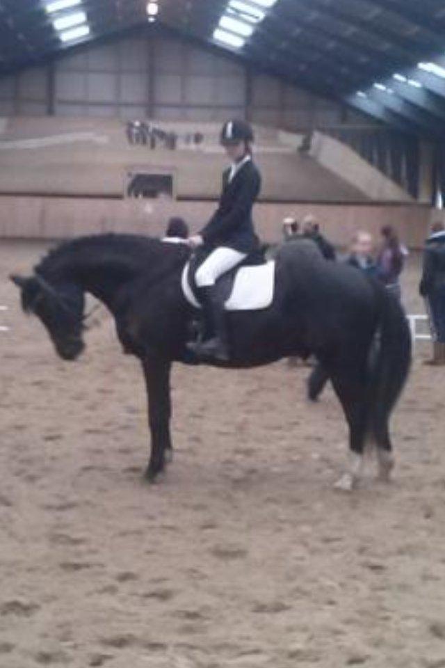 55 DAGE PÅ HESTEGALLERI - Dag 15: Et billede af din yndlings pony/hest som ikke er din egen: Mellemmølles Feiros <3 billede 15