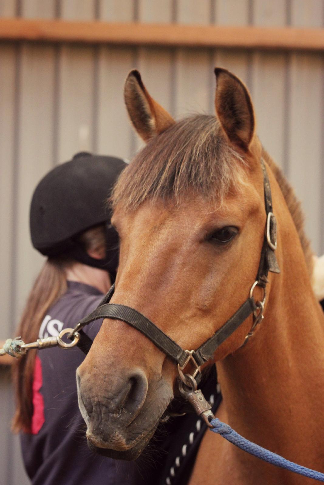 Åbent hus i ÆRR d. 17/08-12 billede 2