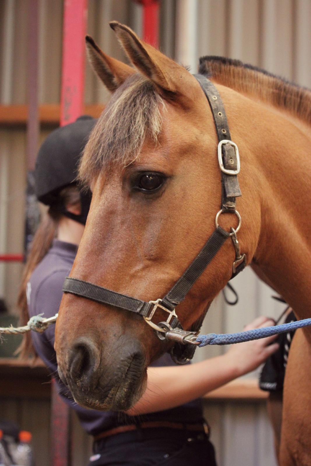 Åbent hus i ÆRR d. 17/08-12 billede 3