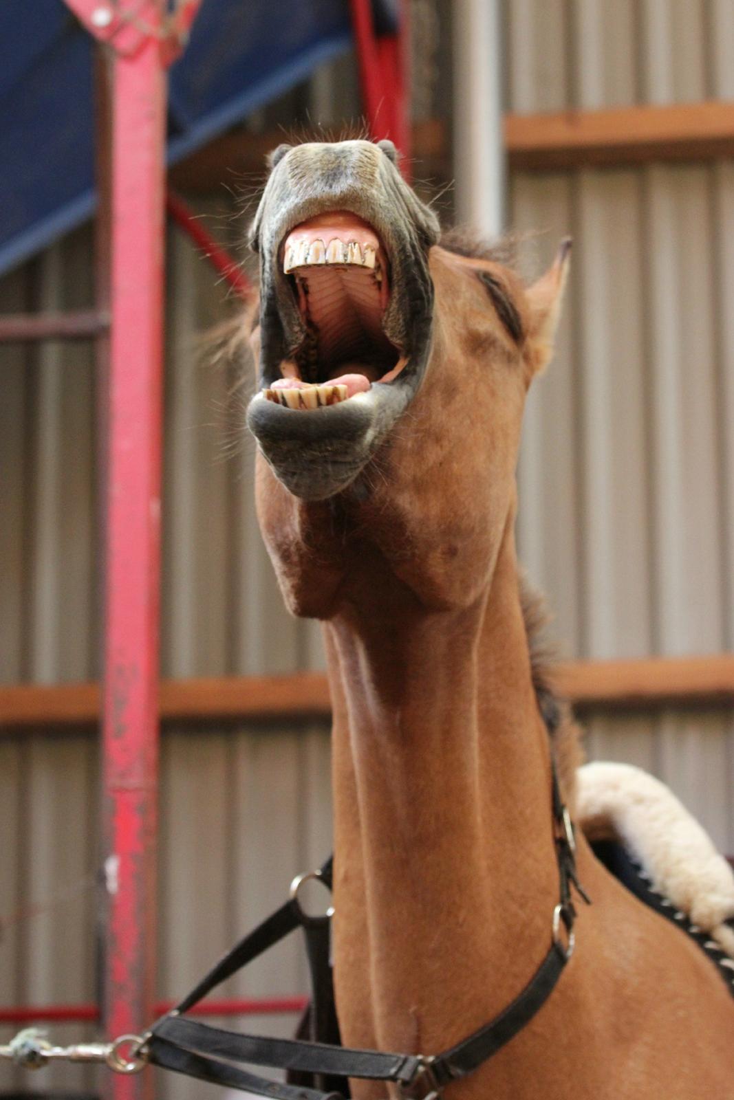 Åbent hus i ÆRR d. 17/08-12 billede 4