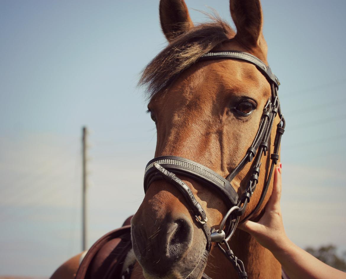 Åbent hus i ÆRR d. 17/08-12 billede 8