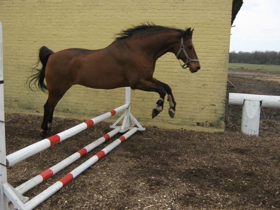 55 DAGE PÅ HESTEGALLERI - Dag 18: Et billede af noget du gerne vil opnå med din pony: Jeg vil gerne begynde at springe lidt <3 billede 18