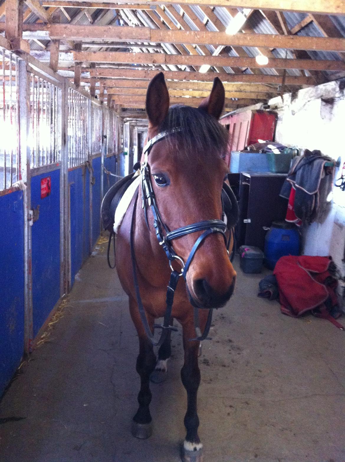 55 DAGE PÅ HESTEGALLERI - Dag 19: Et billede af din pony uden rytter: Mit et&alt <3 billede 19