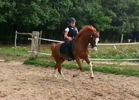 West Side Blue Hit & Sofie <3 - Sofie & Blue Hit's første galop sammen <3 billede 1