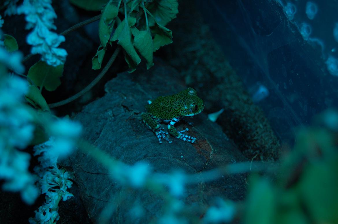 Frø Leptopelis vermiculatus og kop Pamphobeteus billede 2