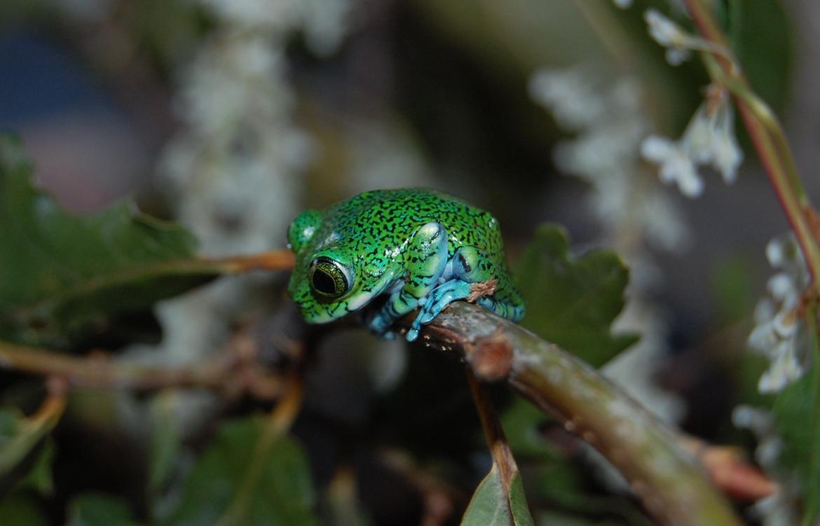 Frø Leptopelis vermiculatus og kop Pamphobeteus billede 1