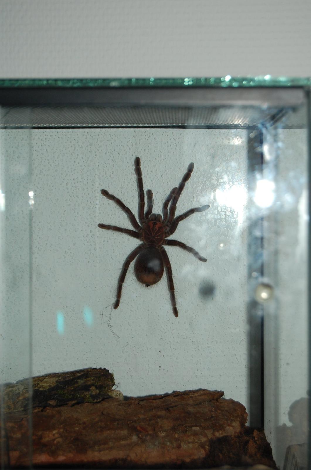 Frø Leptopelis vermiculatus og kop Pamphobeteus billede 6