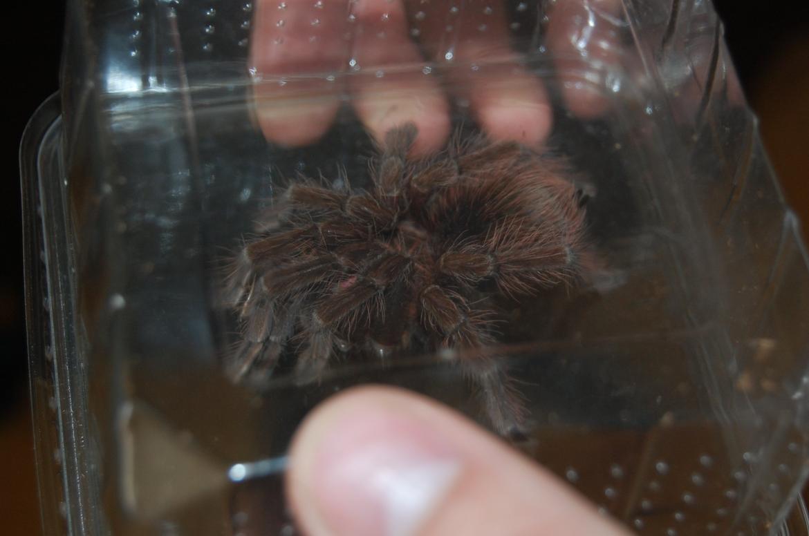 Frø Leptopelis vermiculatus og kop Pamphobeteus billede 8