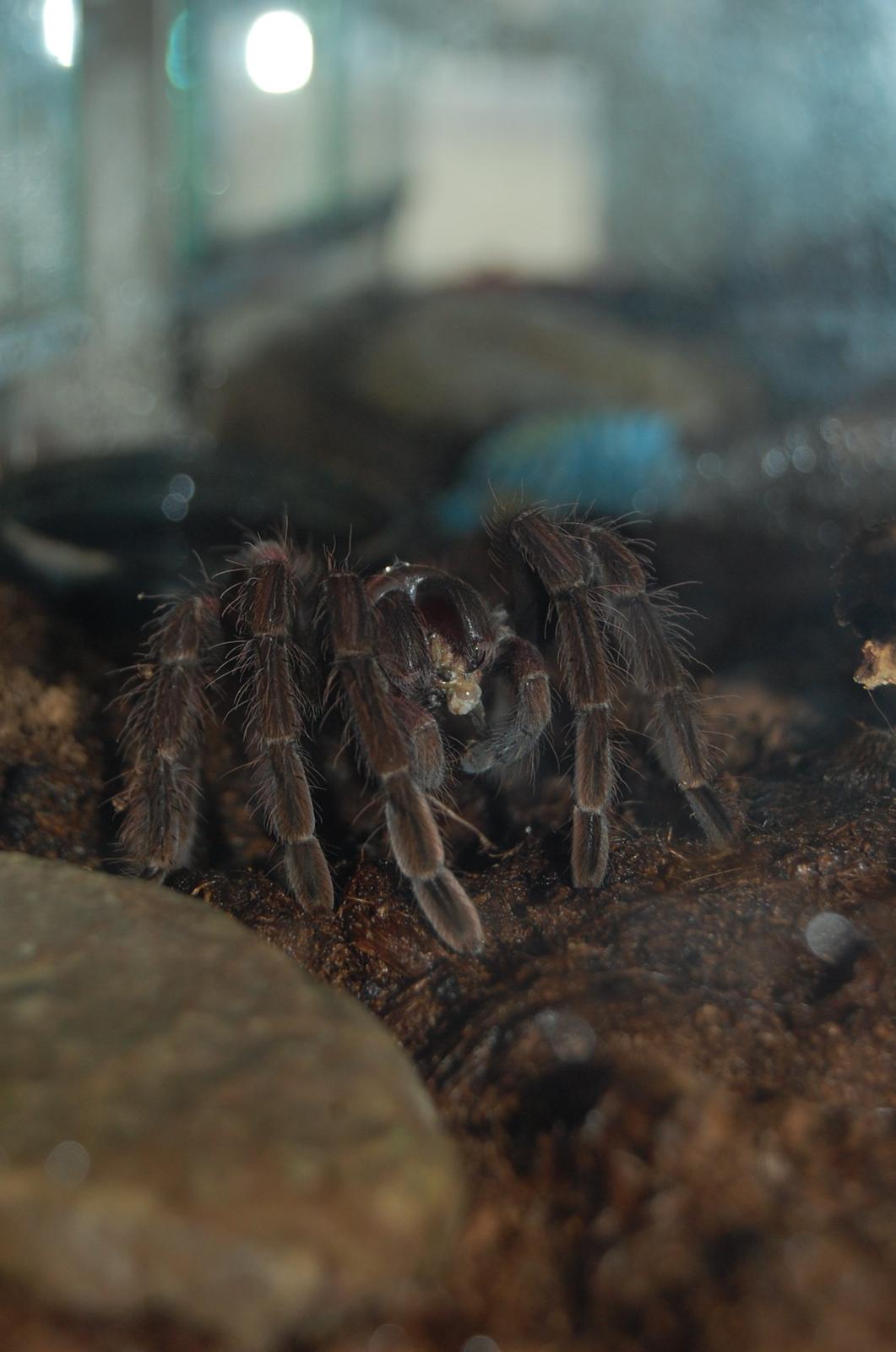 Frø Leptopelis vermiculatus og kop Pamphobeteus billede 7