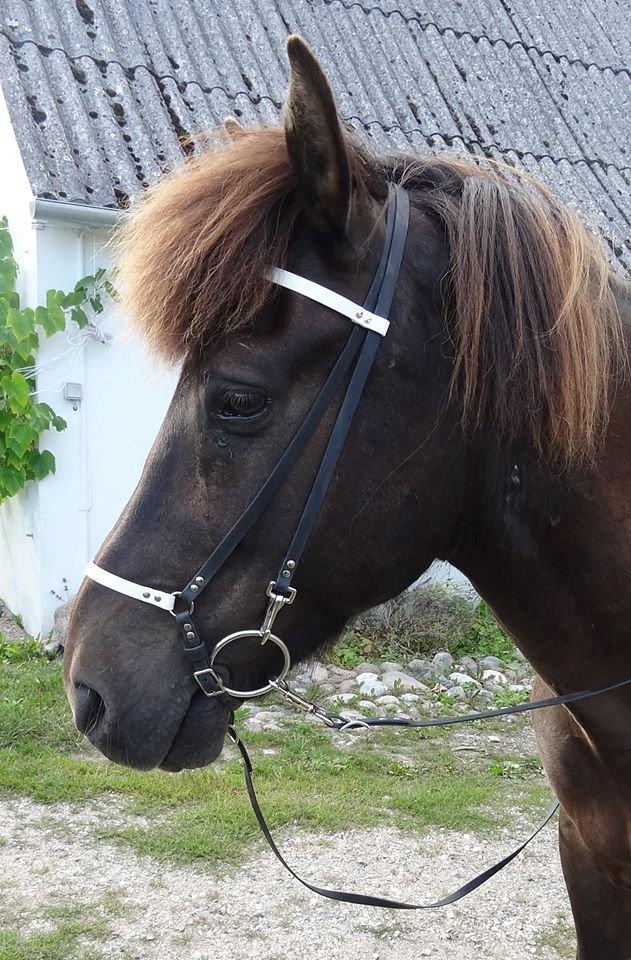 Mit Biothan udstyr - Islænder trense indsendt af Mette Carlsen. billede 7